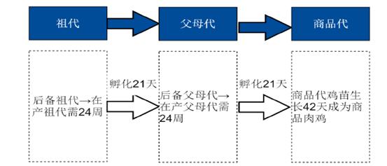 “祖代雞”到“父母代雞”再到“商品代雞”